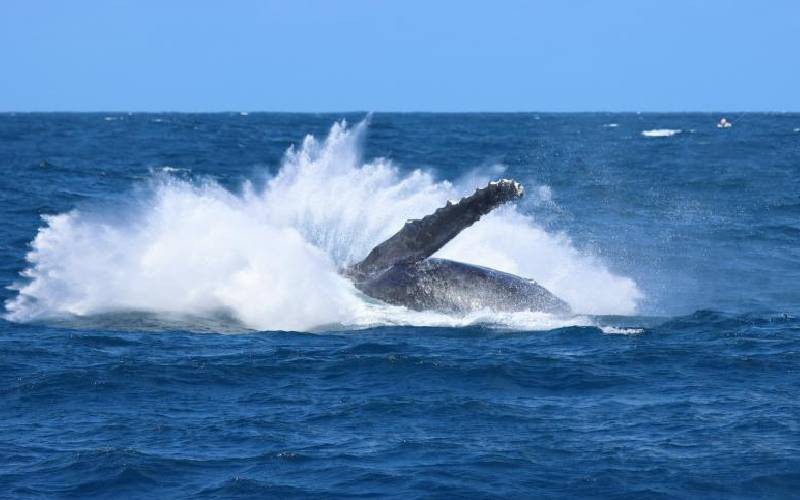 Watamu joins elite romantic destinations in 2026 global rankings