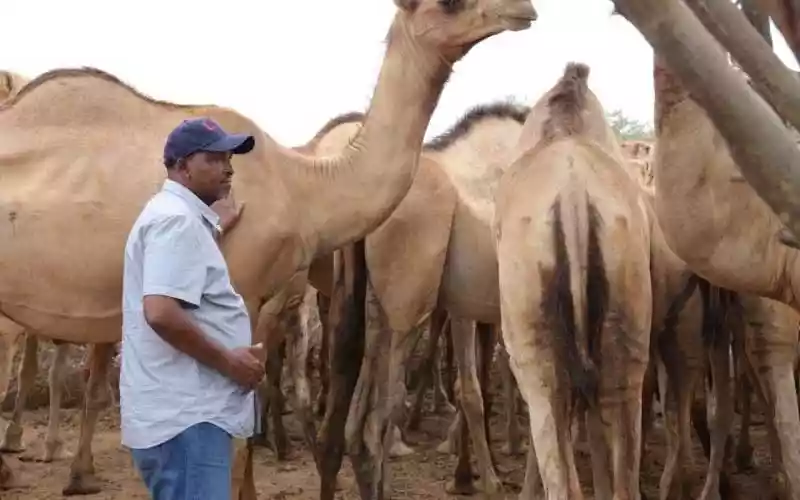 Kitui leaders hit out at Duale for his 'arrogant' camel remarks
