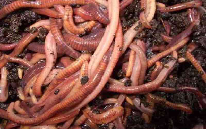 The worms turning food scraps into fertiliser