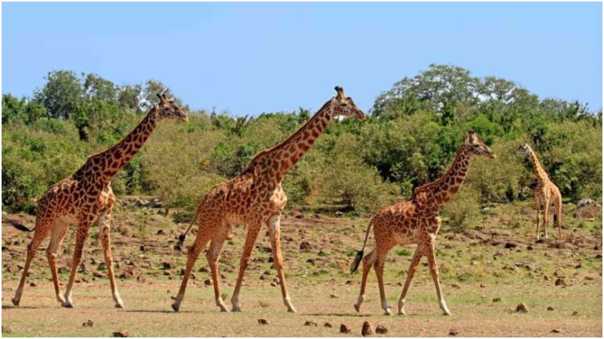 Christmas on a budget: How to spend 48 hours in Nairobi