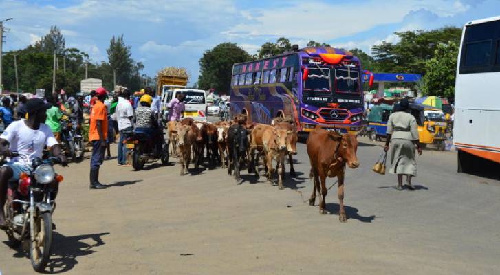 We are tired of sharing highway with livestock, boda boda- Ahero residents