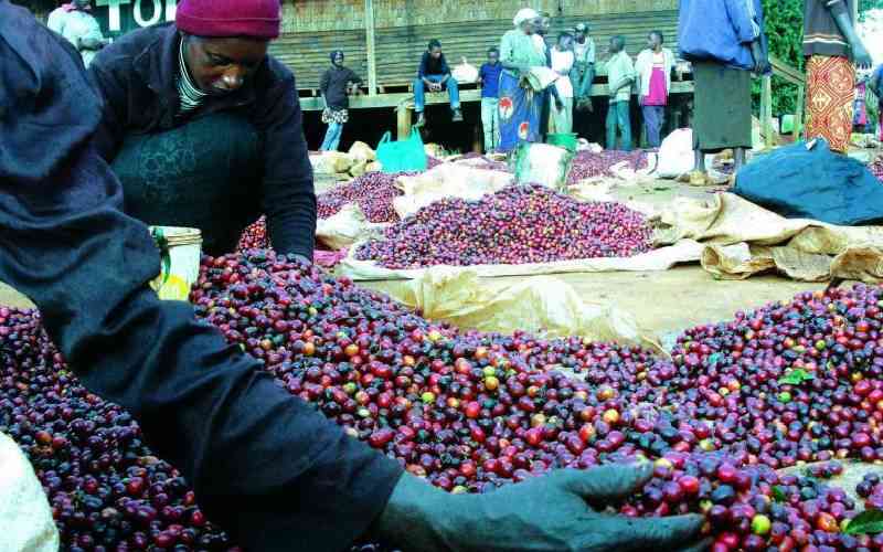 Coffee farmers to get Sh110 per kg of cherry this year, DP says