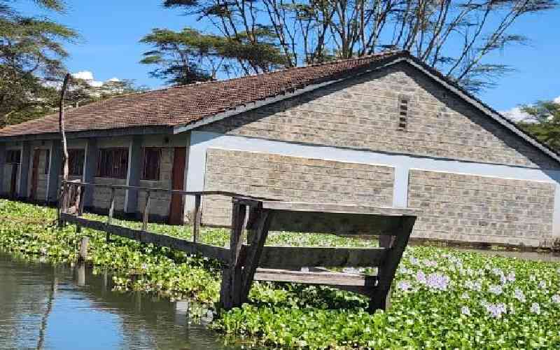 Raising Lake Naivasha's water causes wildlife displacement