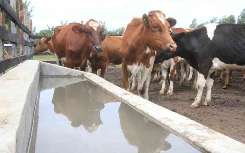 Boosting calcium levels in dairy cows key to tackling milk fever