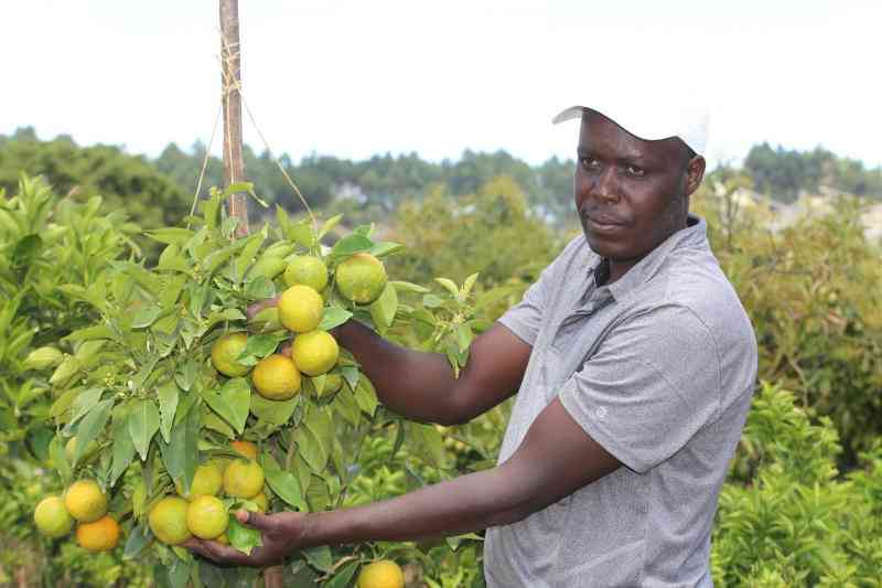 Fruit farming: What every new farmer needs to know