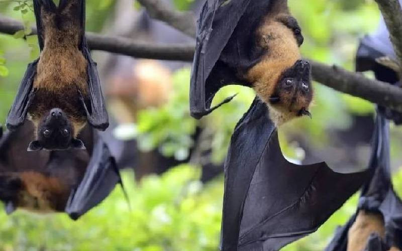 Indian nurse infected with Nipah virus dies