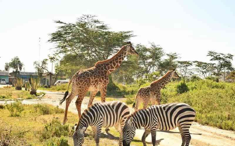 Drought pushes wildlife into homes and highway