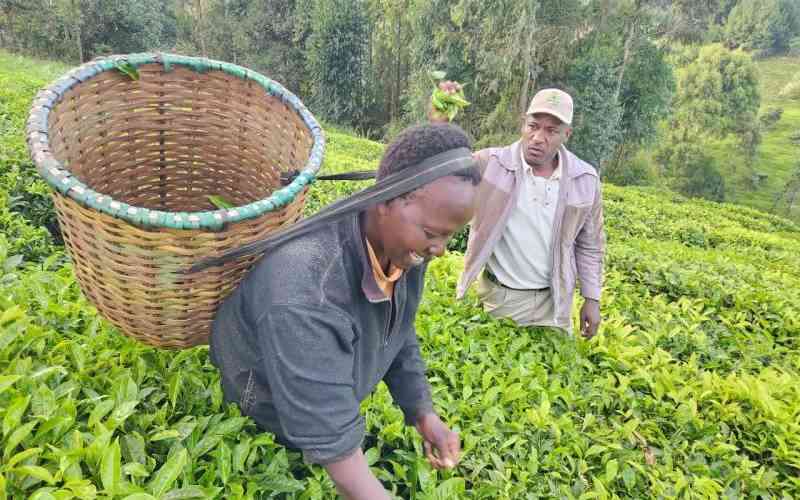Intra-Africa trade offers tea farmers golden opportunity