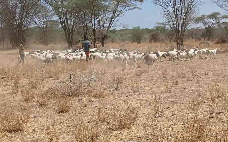 Turkana Pastoralists caught between drought, flood shocks
