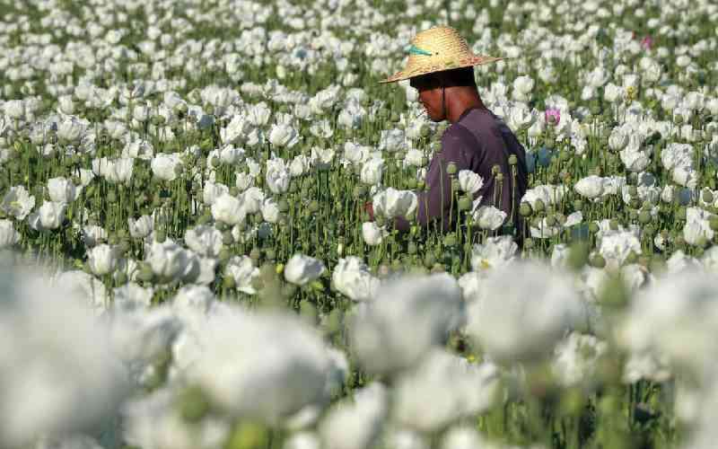 Opium farming takes root in Myanmar's war-wracked landscape