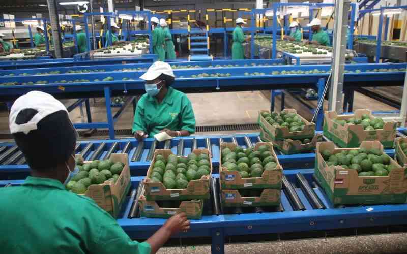 How avocado exports to China are reshaping the sub-sector