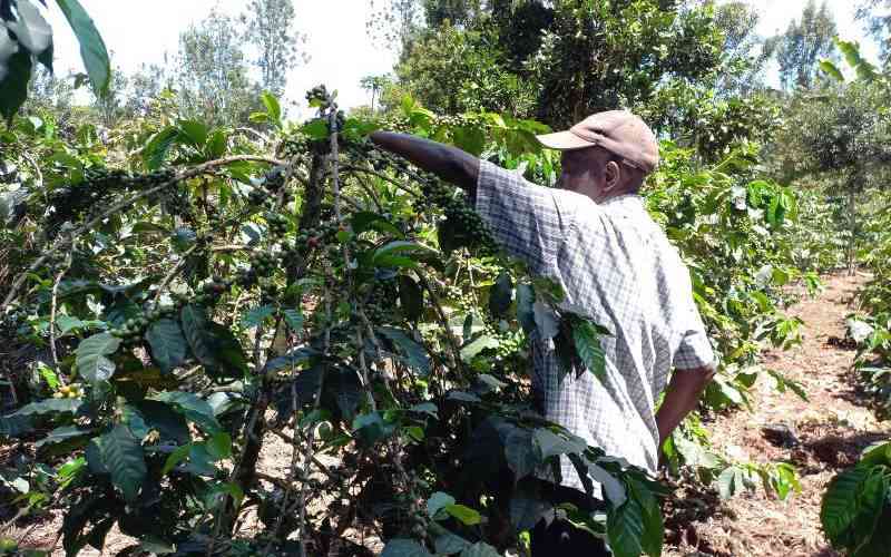 Why the coffee caucus seeks to pick cleanup from Munya