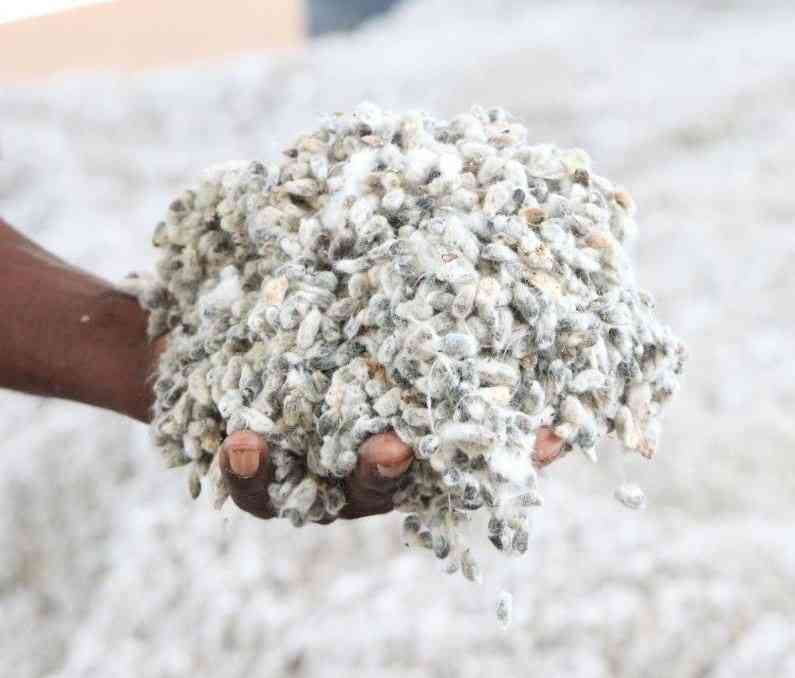 Rivatex to buy cotton from farmers in Busia