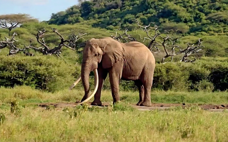 Kenya mourns passing of iconic Amboseli elephant 'One Ton'