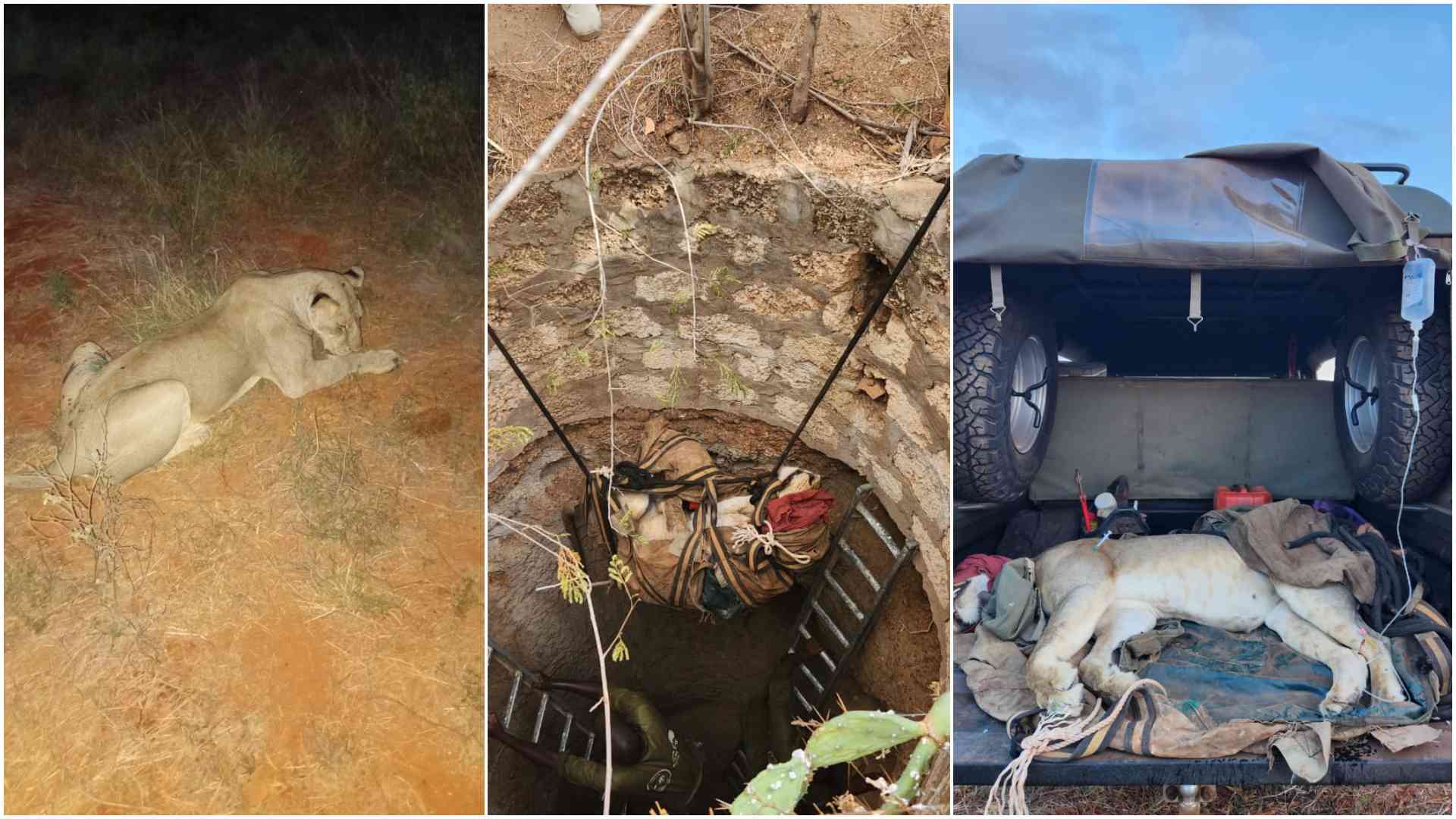 KWS rescues lioness trapped in incomplete 15 feet septic pit along Mombasa Road
