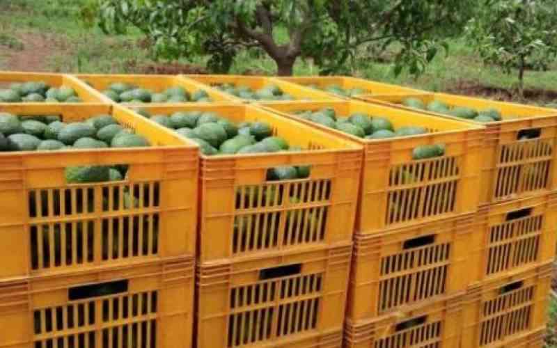 Rogue avocado exporters on notice against mixing the commodity with mango