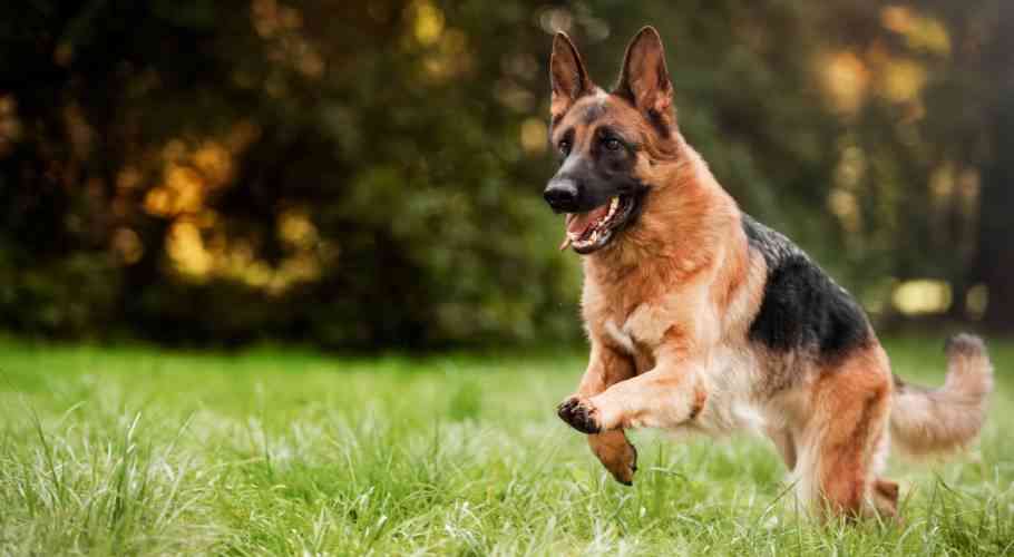'Alikua afande mzuri': Police mourn dog killed by bees
