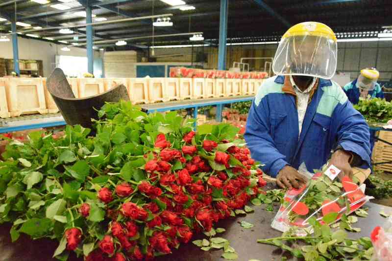 Kenya loses flower market in the EU due to Russia-Ukraine war