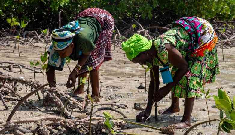 Blue carbon project gets global boost