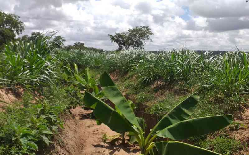 Makueni farmers embrace road run-off water to fight erratic rains in food production