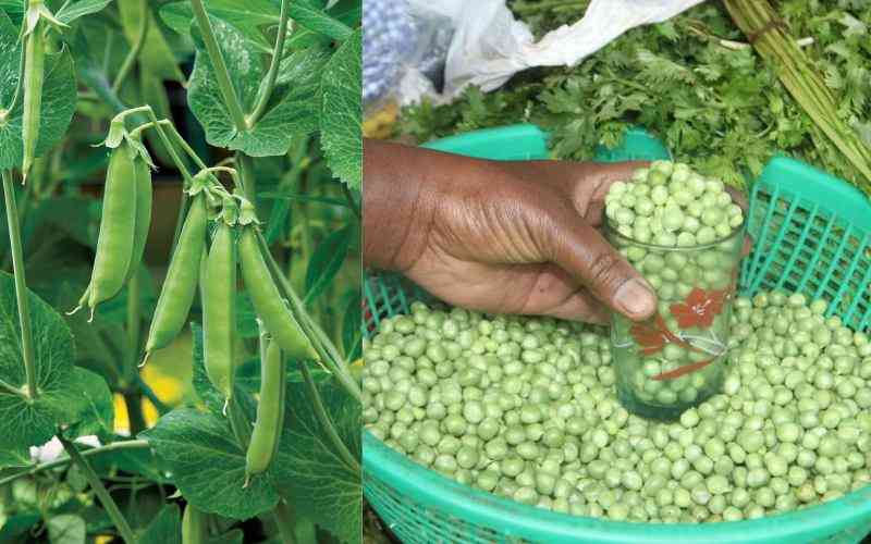 How to grow 'minji' the amazing green peas
