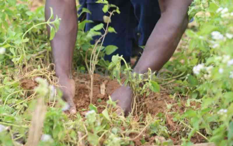 Transport ministry targets to plant 30 million trees