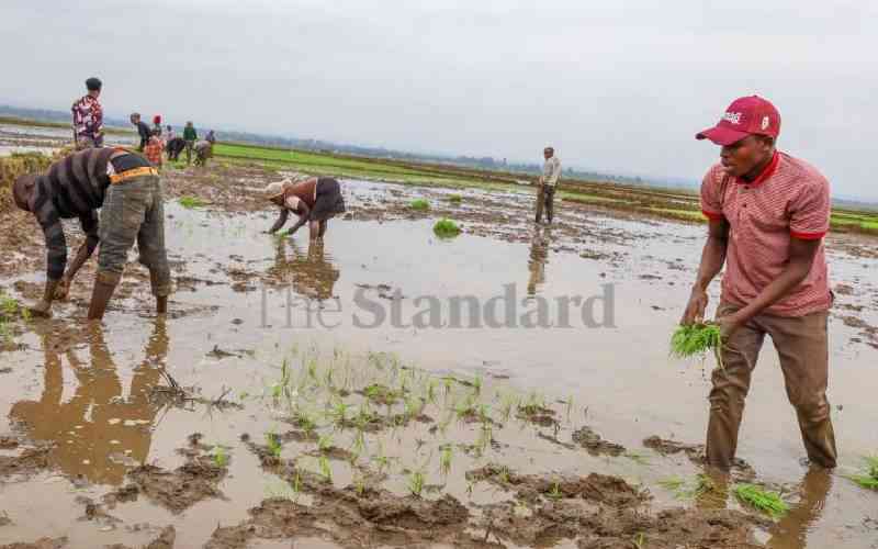 Senate urges Irrigation Authority to eradicate apple snails in rice fields