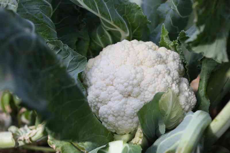 A guide to successful Cauliflower farming