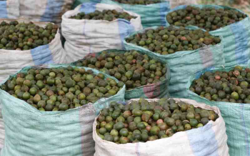 Farmers reap big as macadamia prices rise