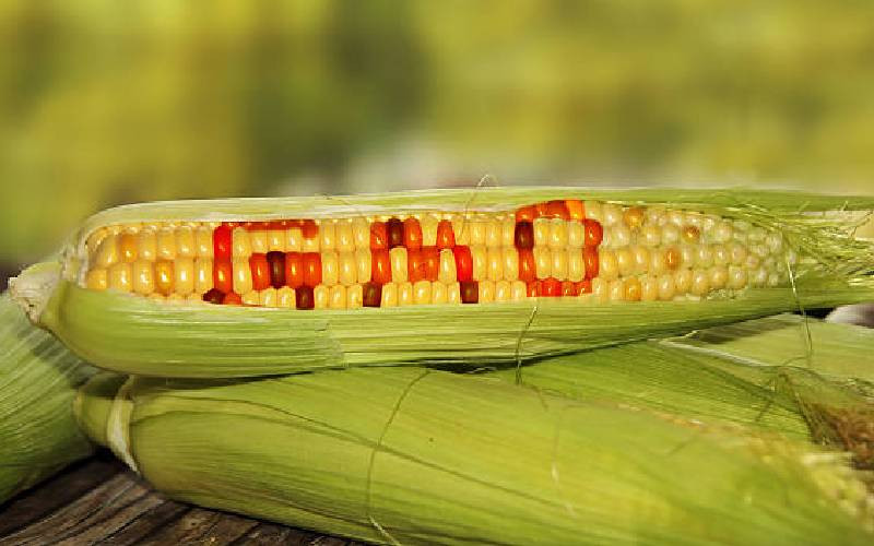 Why the fuss about GMOs? Here is my two cents on the debate