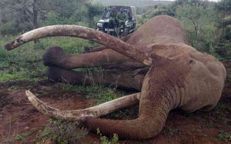 Dead elephants are a public health warning