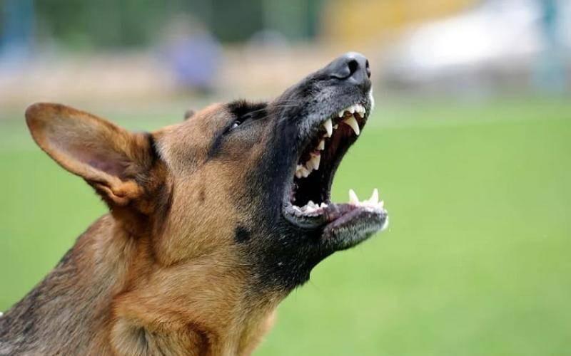 Woman sues neighbours for defamation over dog barking claims