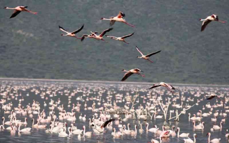Rift Valley lakes under siege as flamingo numbers plummet