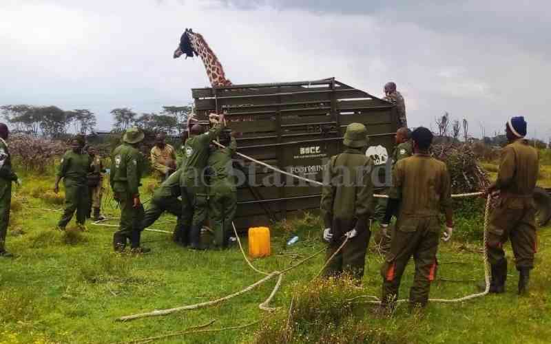 Conservancies warn over poaching of Somali Giraffes, ostriches