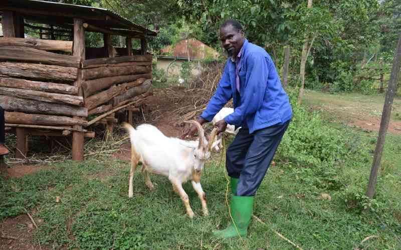 Homa Bay farmers hopeful goat ...