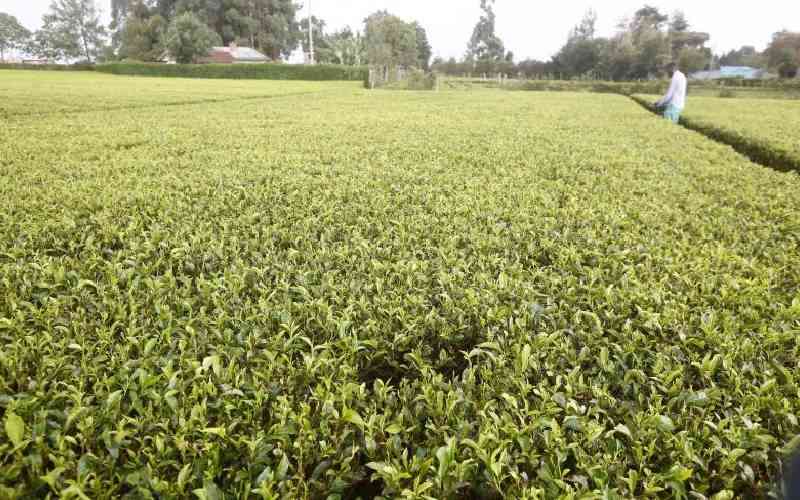 Board urges farmers to focus on tea quality to boost earnings