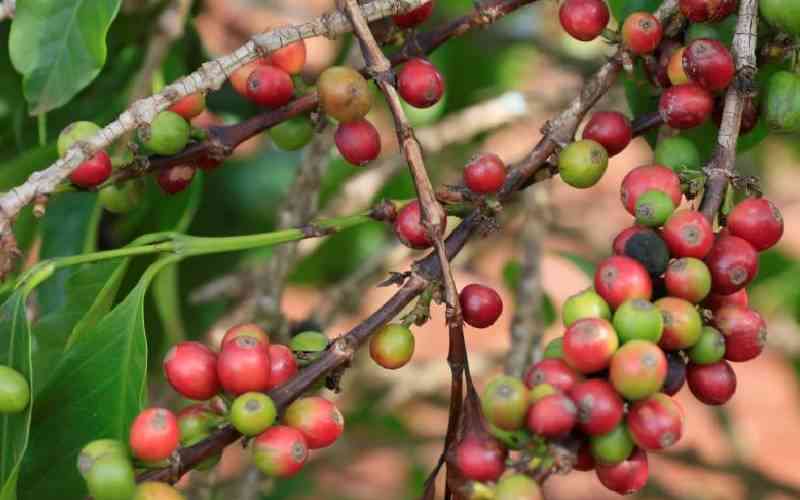 Coffee growers in the dark over how the market works