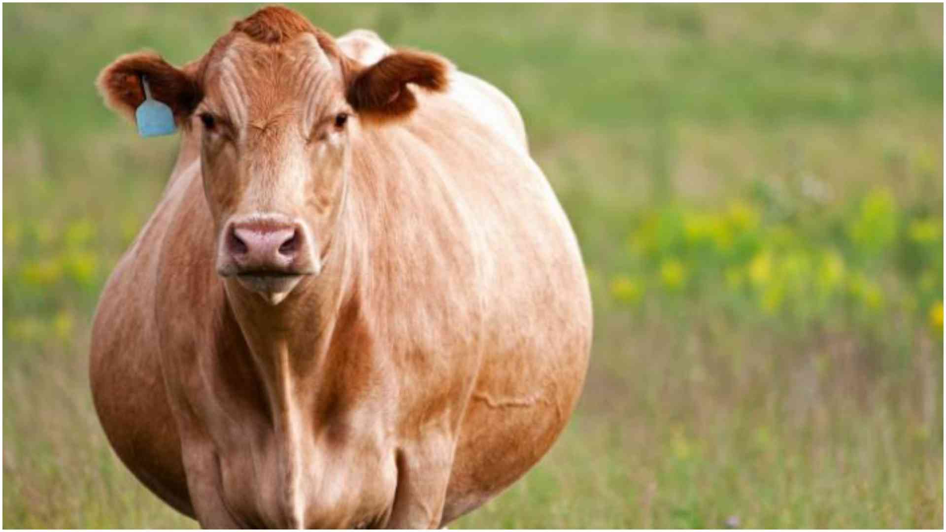 Khwisero man busted half-naked in unnatural act with pregnant cow