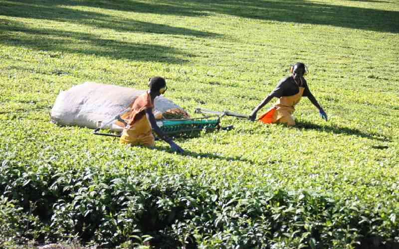 Farmers earn Sh882 million at tea auction