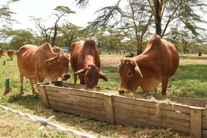 The truth about milk fever in cows, its prevention