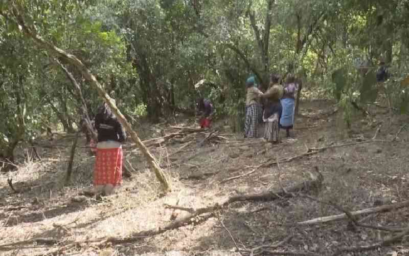 Mukogodo Forest: Testimony of co-existence between man, tree