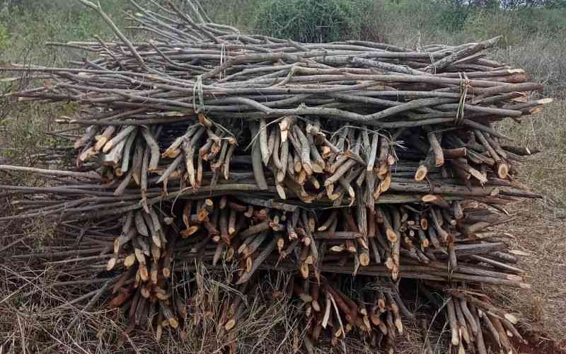 Environmentalists raise alarm over destruction of endangered trees in Taita Taveta