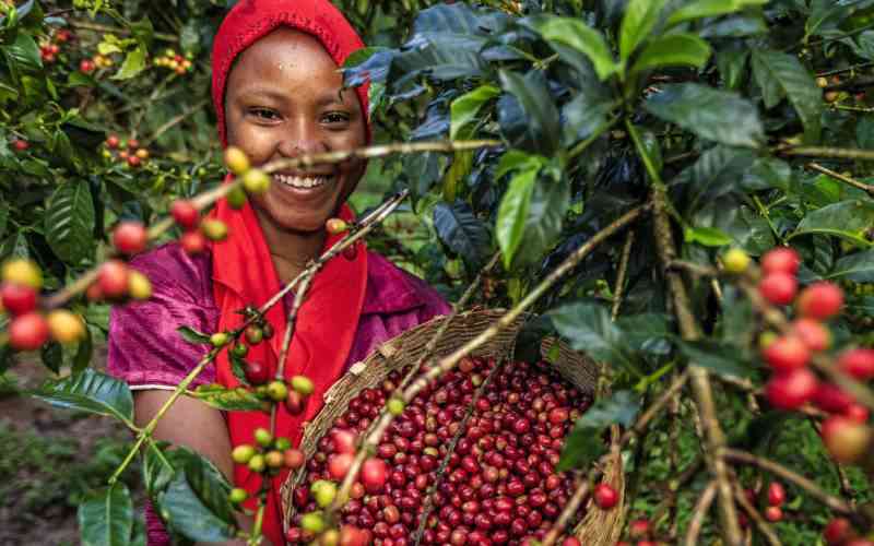Kenya races to meet EU deforestation regulation deadline for coffee exports