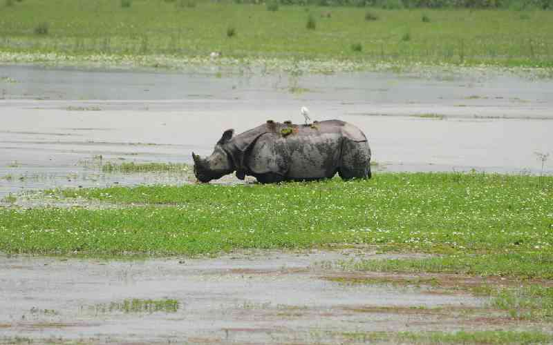 South Africa loses bid to block rhino horn exports