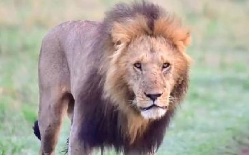 Masai Mara lion killing case to go for mediation