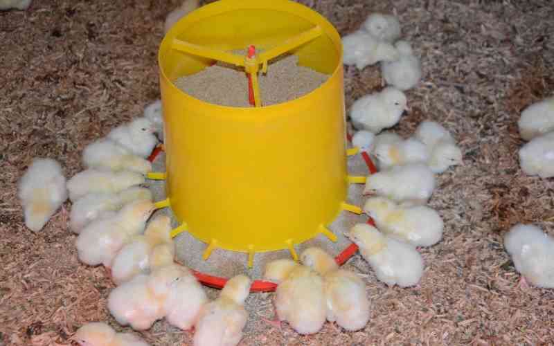 Key tips for beginners in poultry farming