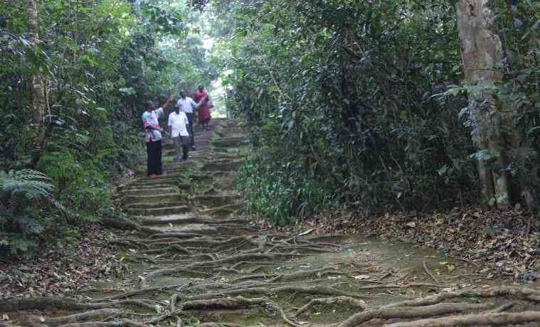 Kakamega Forest: The green lodge where randy broke lovebirds risk it all