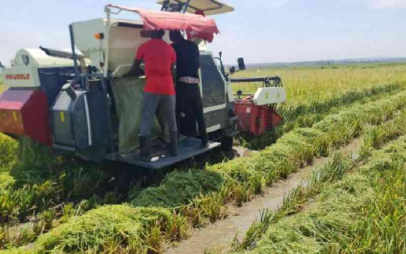 Migori County distributes rice seeds to farmers