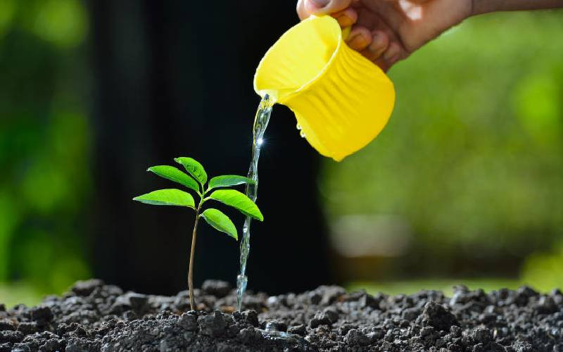 KFS gets 3 million tree seedlings boost for Jaza Miti drive