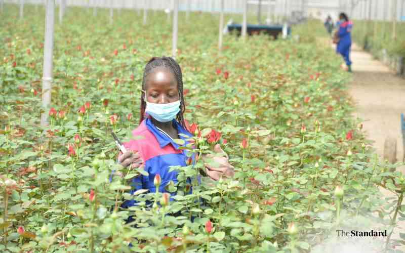 Hundreds of flower farm workers threaten to walk out of COTU